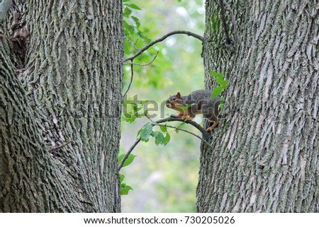 Squirrel 's activity in wildlife 