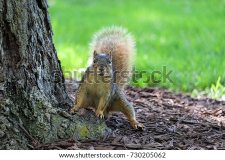 Squirrel 's activity in wildlife 