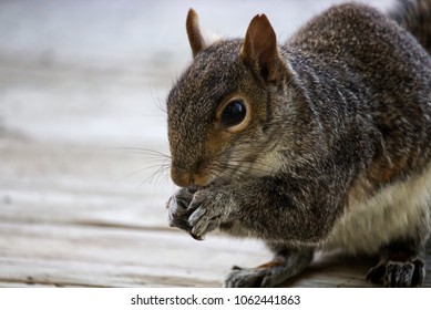 Squirrel Scavenging Seeds