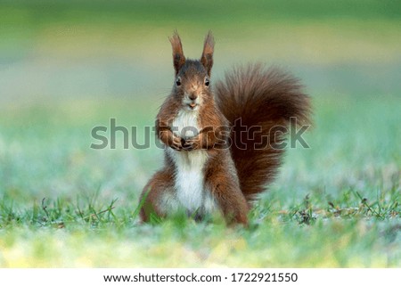 Similar – curious gray squirrel looking at camera