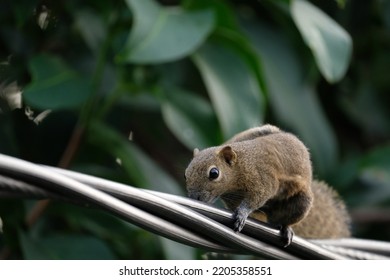 A Squirrel Scratching Its Body On A Power Line