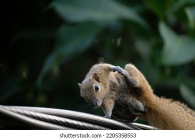 A Squirrel Scratching Its Body On A Power Line