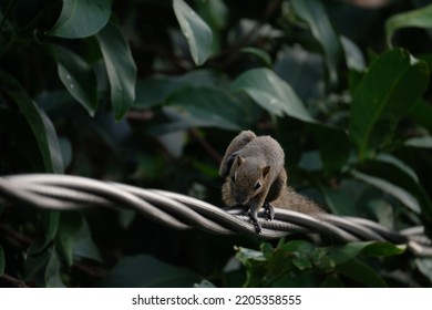 A Squirrel Scratching Its Body On A Power Line