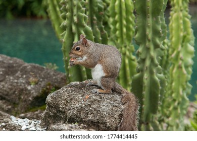 Squirrel In Sea World Orlando Florida