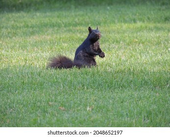 Squirrel Senses Danger In Grassy Field! 