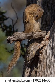 Squirrel Showing Signs Of A Mean Hangover From The Night Before