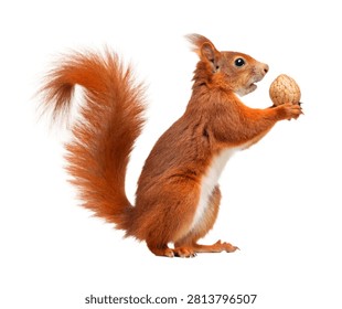 Squirrel Single Red Squirrel Standing Upright Isolated On White Background