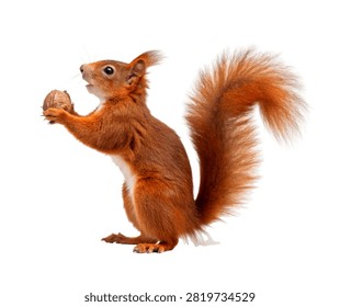 Squirrel Single Red Squirrel Standing Upright Isolated On White Background