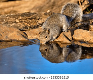 A squirrel sips water from a pond near rocks. - Powered by Shutterstock