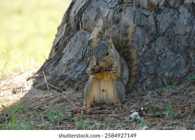 A squirrel sits at the base of a tree, nibbling on a pinecone. Captured in sharp detail, this wildlife photo highlights the natural behaviors of these playful woodland creatures.