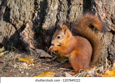 Squirrel sits on the asphalt in an autumn park and waits for a nut