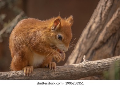 Squirrel sits on branch and eats a carrot.  Close-up portrait. (Sciurus vulgaris)