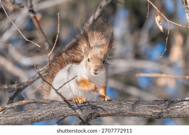 The squirrel sits on a branches without leaves in the winter or autumn. Eurasian red squirrel, Sciurus vulgaris