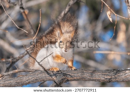 The squirrel sits on a branches without leaves in the winter or autumn. Eurasian red squirrel, Sciurus vulgaris