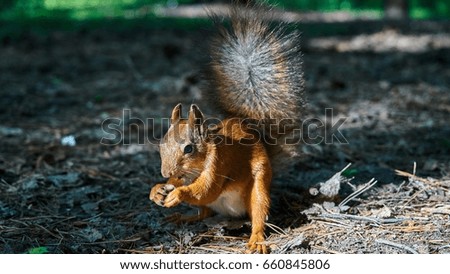 Similar – squirrels Environment