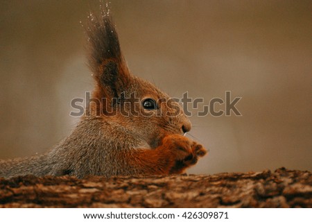 The squirrel sits on a tree and gnaws a nut