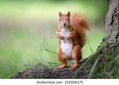 A squirrel sits on a tree stump in the forest.
