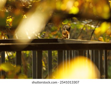 A squirrel sits on a wooden railing, surrounded by colorful autumn leaves in a warm afternoon glow. - Powered by Shutterstock