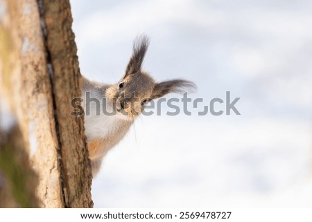Squirrel sits in snow by tree and eats nuts in winter snowy park. Winter color of animal