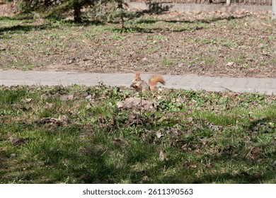 A squirrel sits in the spring grass with fallen leaves near the path . Squirrel hides nuts on the green grass with fallen yellow leaves. Squirrel looking for food on the ground. Wild cute animal.
