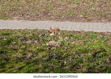A squirrel sits in the spring grass with fallen leaves near the path . Squirrel hides nuts on the green grass with fallen yellow leaves. Squirrel looking for food on the ground. Wild cute animal.
