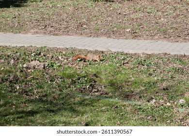 A squirrel sits in the spring grass with fallen leaves near the path . Squirrel hides nuts on the green grass with fallen yellow leaves. Squirrel looking for food on the ground. Wild cute animal.