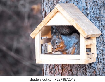 squirrel sits in a tree feeder