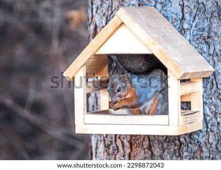 squirrel sits in a tree feeder