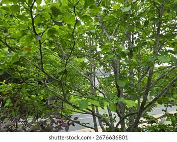A squirrel sitting in the branches of a small tree and eating birdseed.