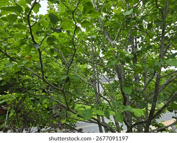 A squirrel sitting in the branches of a small tree and eating birdseed.