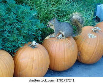 Squirrel Sitting And Eating Pumpkin