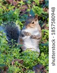Squirrel sitting in the grass 
