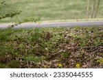 A Squirrel sitting in the grass 