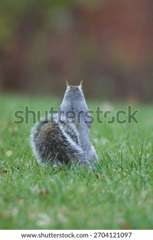 A squirrel sitting in the grass looking away 