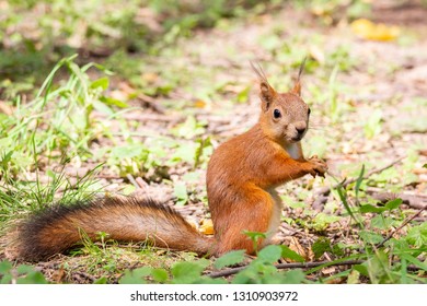 squirrel sitting on a branch in the Park