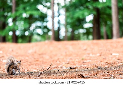 The squirrel is sitting on the ground. Squirrel in nature. Squirrel on ground. Squirrel background