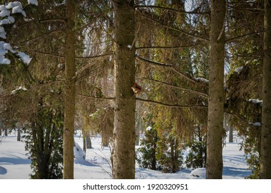 Squirrel sitting on the pine in light weather in forest