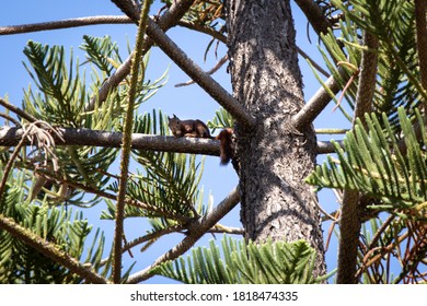 Squirrel sitting on pine tree branch
