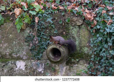 Squirrel sitting on a pipe