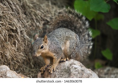 A Squirrel sitting on a rock