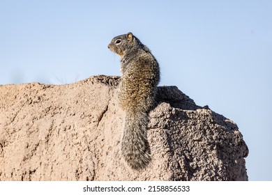 A squirrel sitting on a rock - Powered by Shutterstock