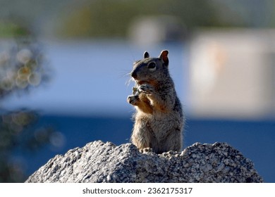 A squirrel sitting on a rock  - Powered by Shutterstock