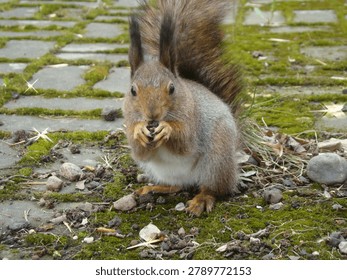 A squirrel is sitting on a stone path, holding a nut with its front paws. The ground is covered with small rocks and green grass. The sun is shining in the park.