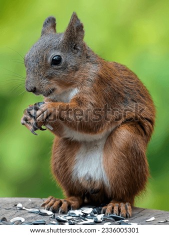 Image, Stock Photo close up of hungry gray squirrel