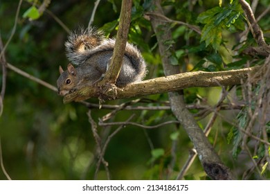 Squirrel sitting on top of a tree branch
