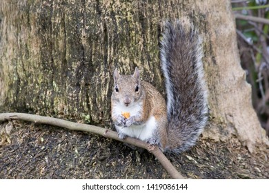 Squirrel sitting on a tree