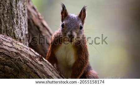 Similar – Image, Stock Photo Red Squirrel. Eating