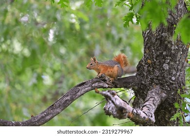 Squirrel sitting on a tree branch. Squirrel sitting on an oak tree - Powered by Shutterstock