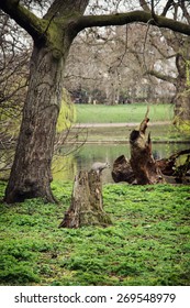 Squirrel sitting on a tree stump in the St. james's park, London, Great Britain. Natural background.
