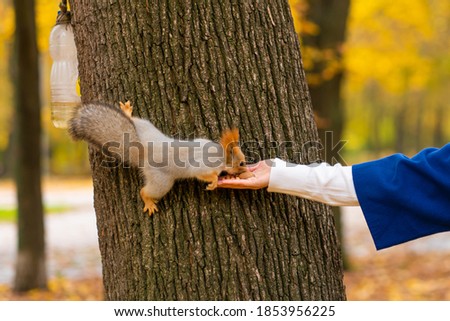 A squirrel sitting on a tree trunk takes nuts from a person's hand in an autumn park.